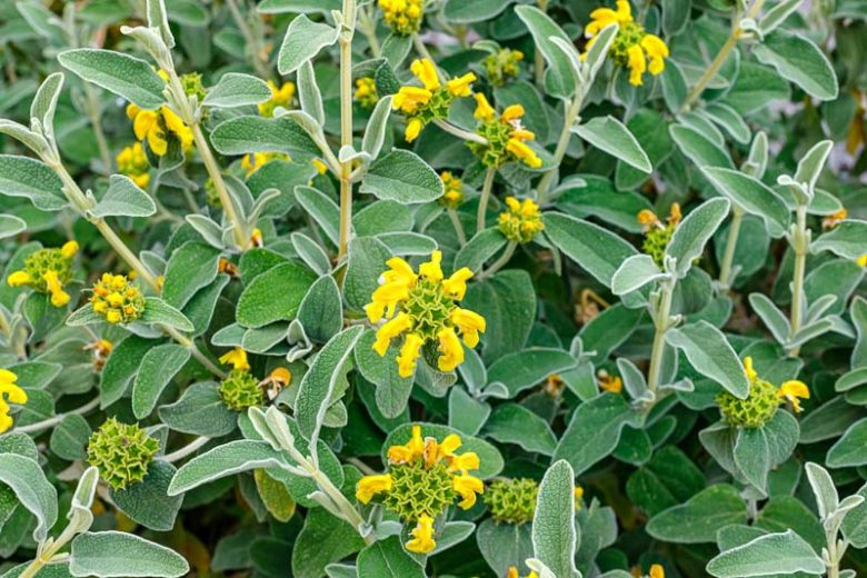 PHLOMIS lanata