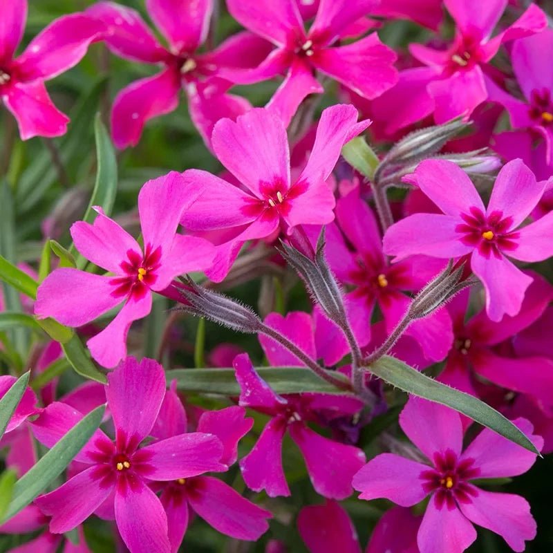 PHLOX 'Crimson Beauty' – live perennial, deer resistant