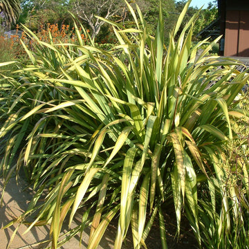PHORMIUM 'Yellow Wave' (Available Now)