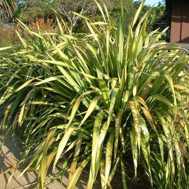 Phormium 'Yellow Wave' – New Zealand Flax