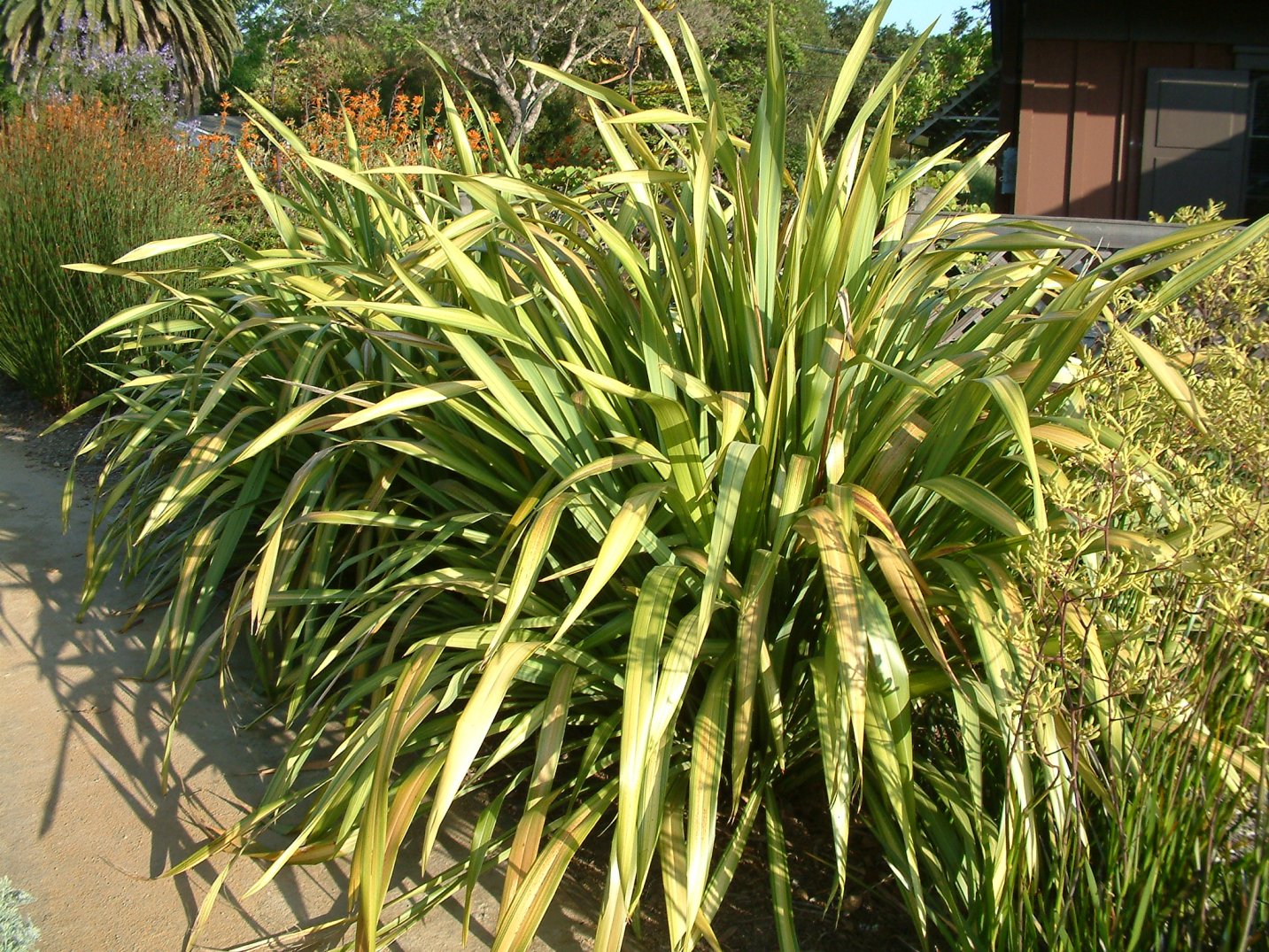 PHORMIUM 'Yellow Wave' (Available Now)
