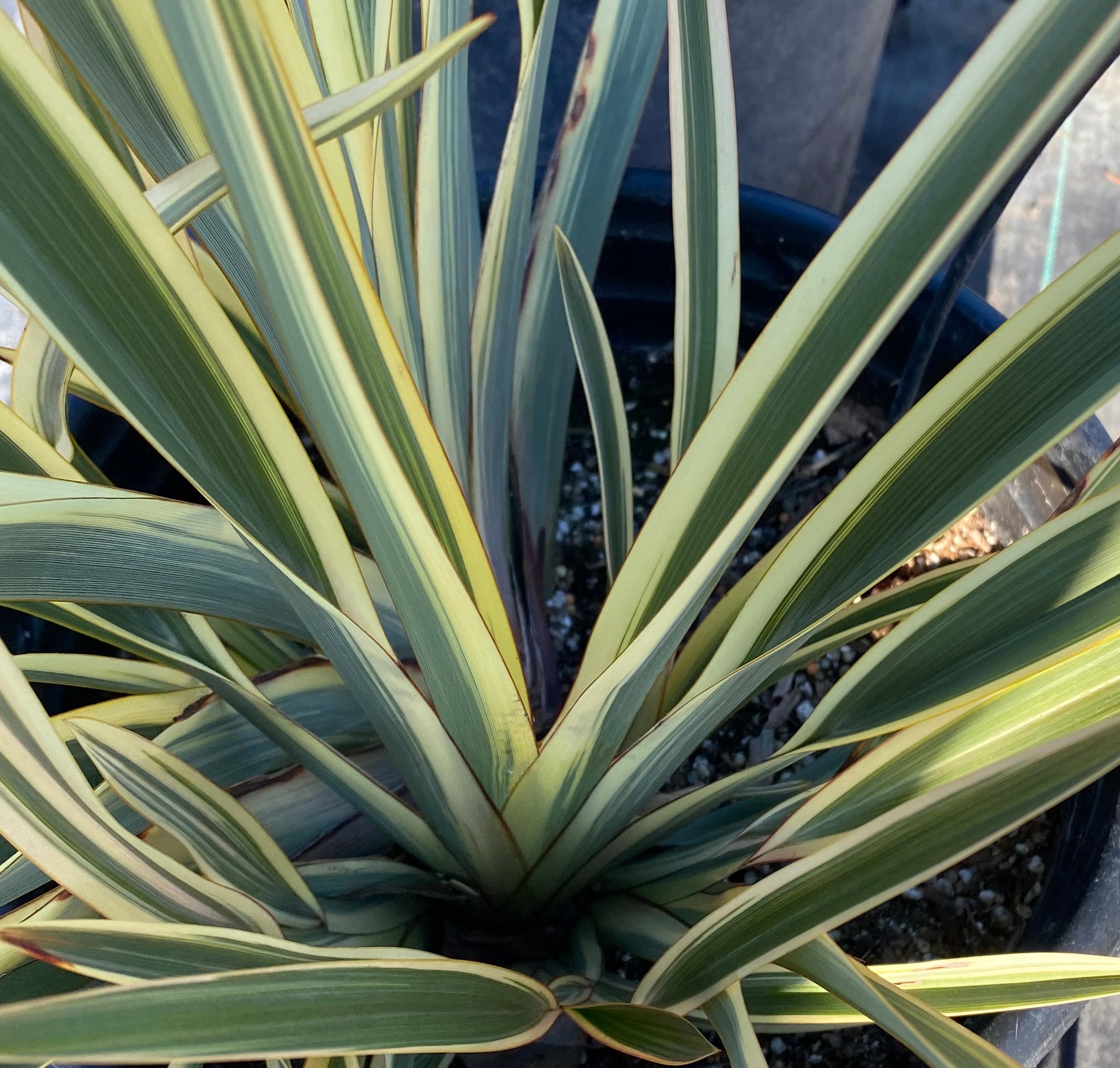 PHORMIUM tenax 'Tiny Tiger' (syn. 'Nana Aurea')