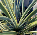 Phormium tenax 'Tiny Tiger' – New Zealand Flax
