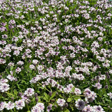 Phyla nodiflora 'Tesla' – Lippia, Frogfruit
