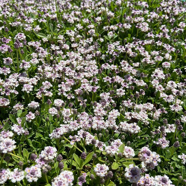 Phyla nodiflora 'Tesla' – Lippia, Frogfruit