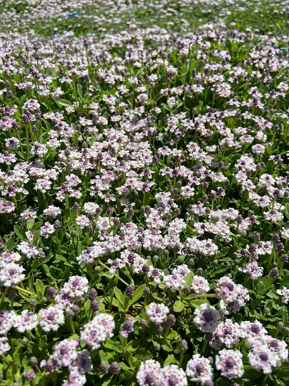 Phyla nodiflora 'Tesla' – Lippia, Frogfruit