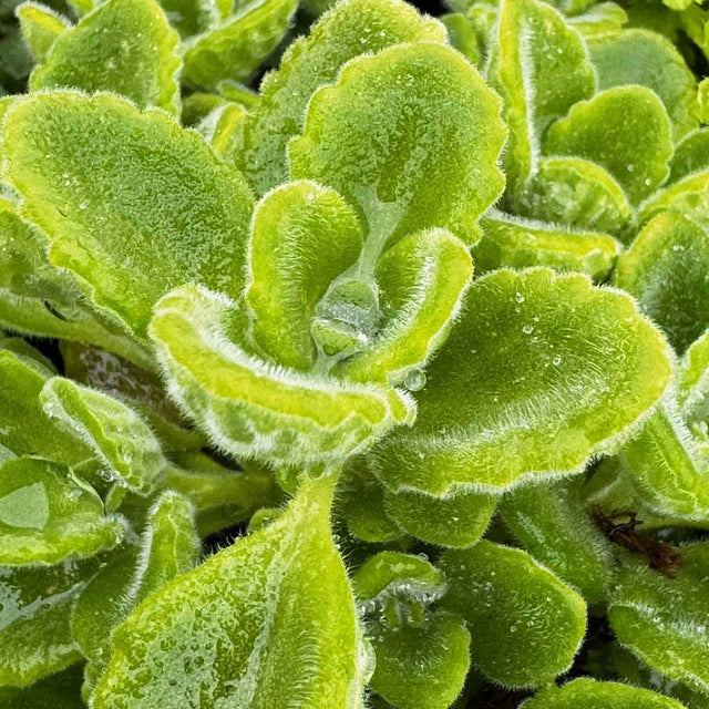 Plectranthus amboinicus – Cuban Oregano (Caribbean Oregano)