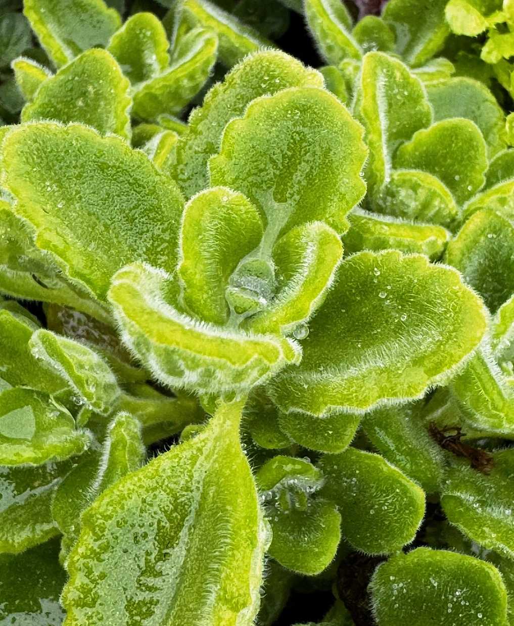 Plectranthus amboinicus – Cuban Oregano (Caribbean Oregano)