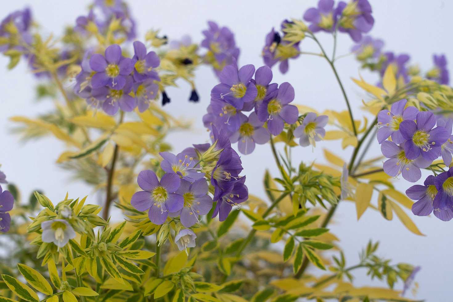 POLEMONIUM pulcherrimum 'Golden Feathers'