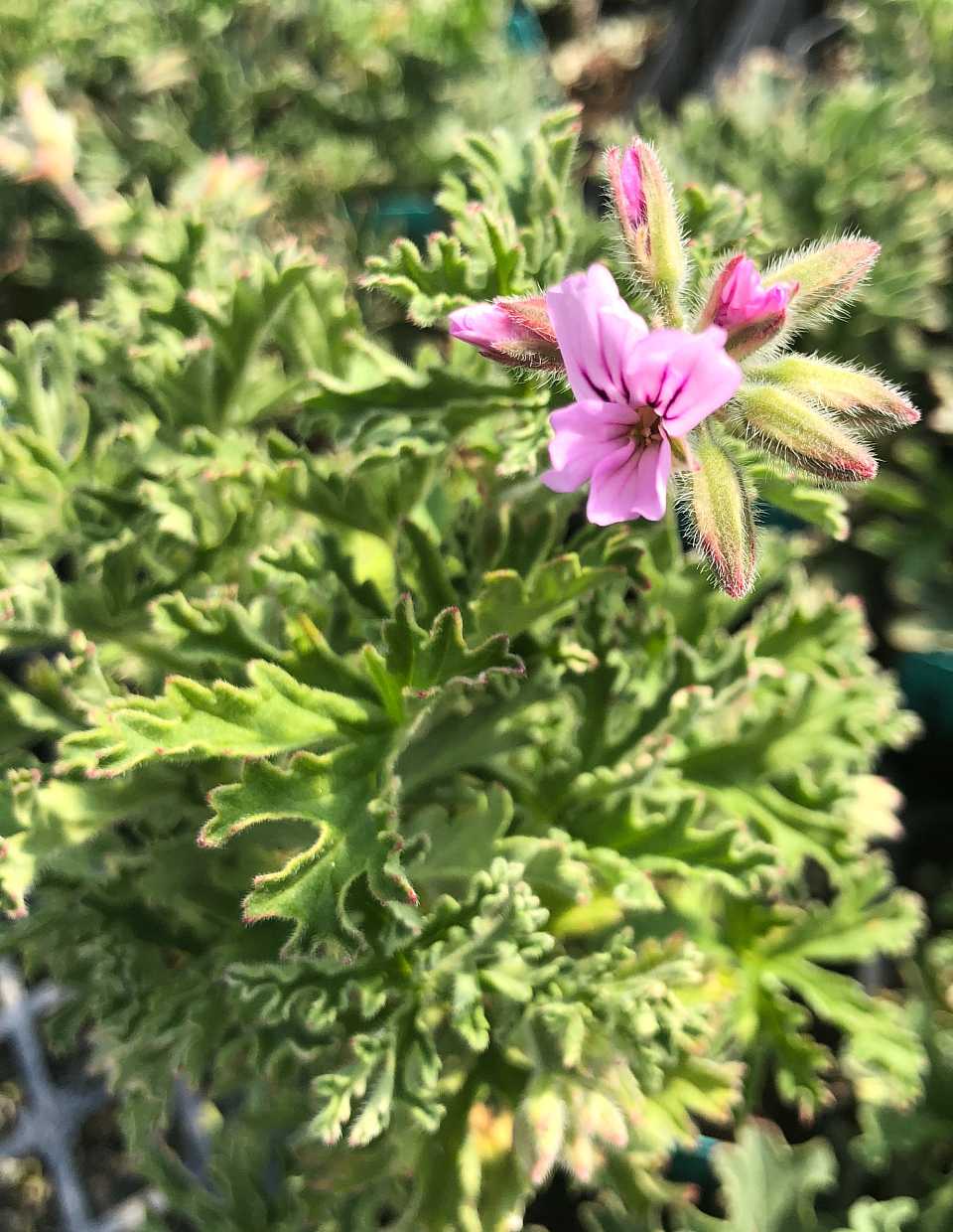 Pelargonium 'Lady Plymouth Variegated' – Scented Geranium