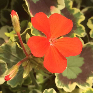 Pelargonium x hortorum 'Mrs. Pollock' – Fancy Leaf Zonal Geranium