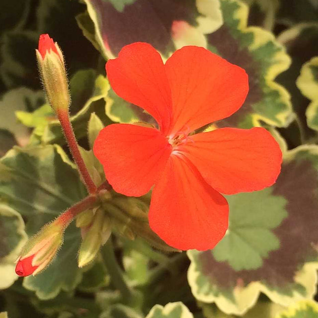 Pelargonium x hortorum 'Mrs. Pollock' – Fancy Leaf Zonal Geranium