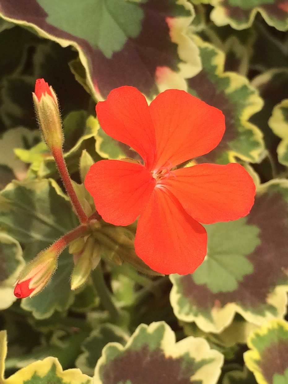 Pelargonium x hortorum 'Mrs. Pollock' – Fancy Leaf Zonal Geranium