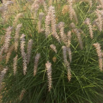 PENNISETUM orientale 'Karley Rose'