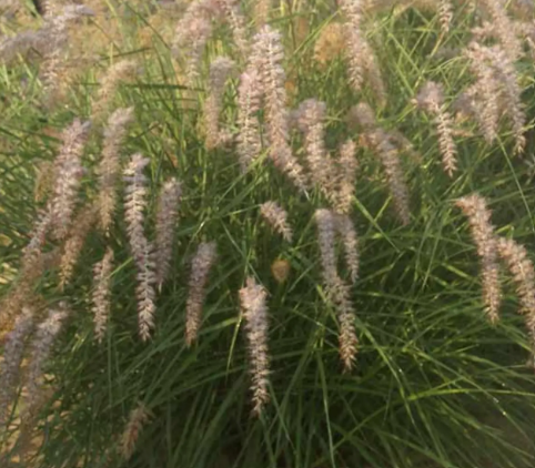 PENNISETUM orientale 'Karley Rose'