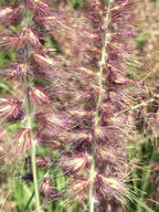 PENNISETUM orientale 'Karley Rose'