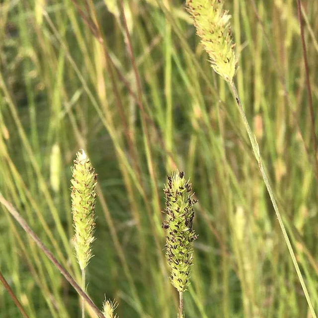 Pennisetum spathiolatum – Slender Veldt Grass