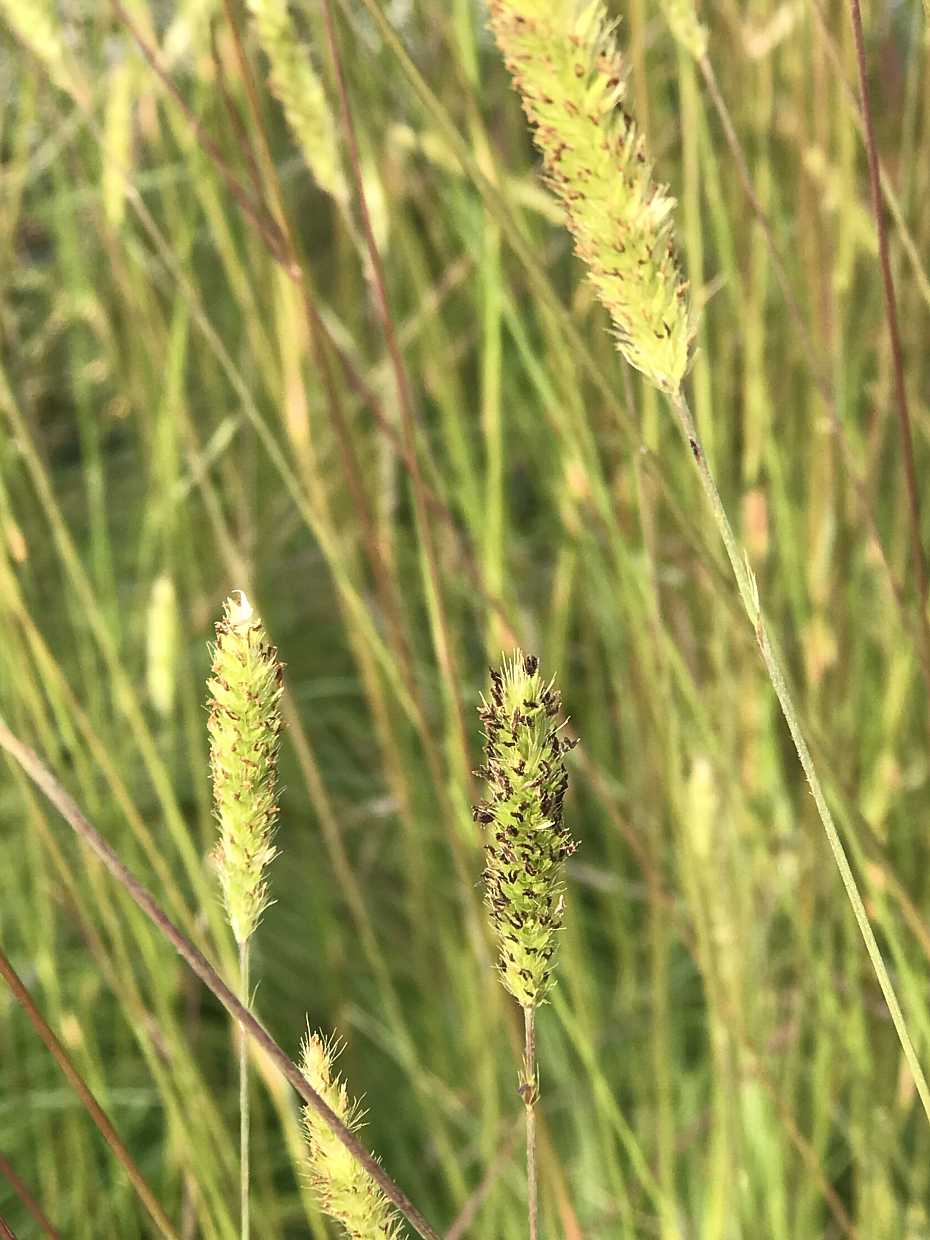 PENNISETUM spathiolatum (Available Now)