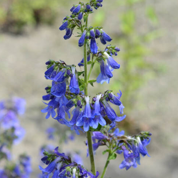 Penstemon heterophyllus 'Electric Blue' – Foothill Penstemon