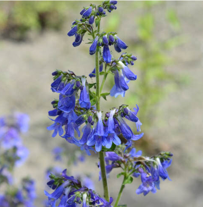 Penstemon heterophyllus 'Electric Blue' – Foothill Penstemon