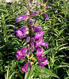 Penstemon 'Midnight' – Beardtongue