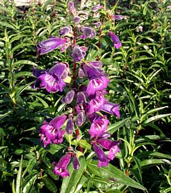 Penstemon 'Midnight' – Beardtongue