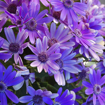 Pericallis x hybrida Senetti 'Baby True Blue' – Florist's Cineraria