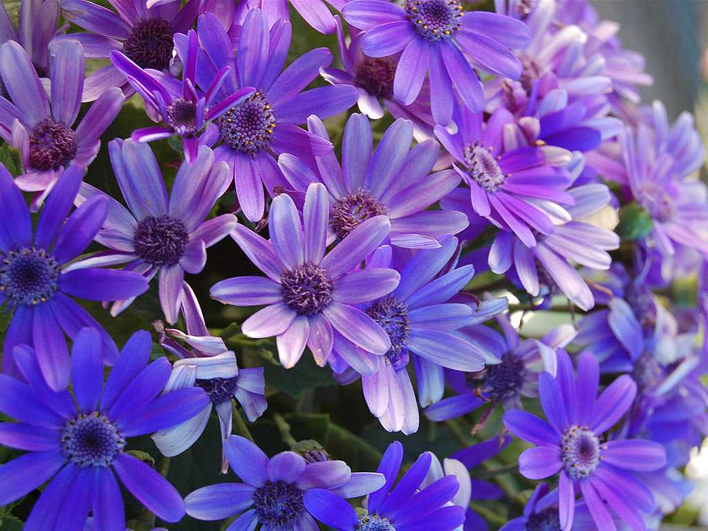Pericallis x hybrida Senetti 'Baby True Blue' – Florist's Cineraria