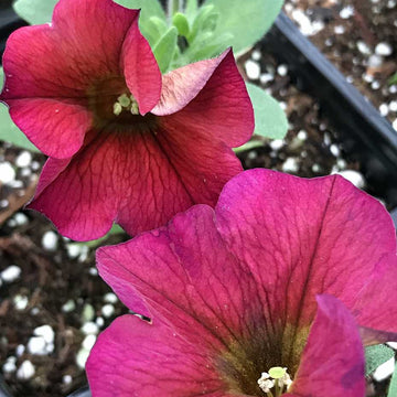 Petchoa Supercal Premium 'Cinnamon' – Petunia Calibrachoa Hybrid