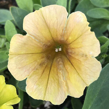 Petunia x hybrida Cascadias 'Indian Summer' – Trailing Petunia