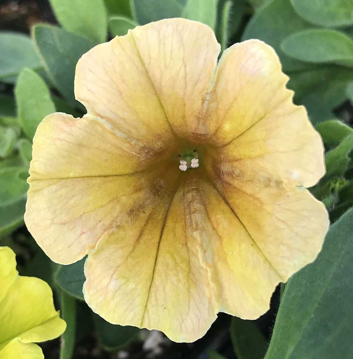 Petunia x hybrida Cascadias 'Indian Summer' – Trailing Petunia