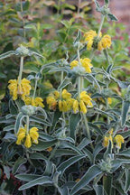 Phlomis fruticosa – Jerusalem Sage