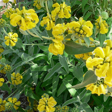 PHLOMIS fruticosa (Available Now)