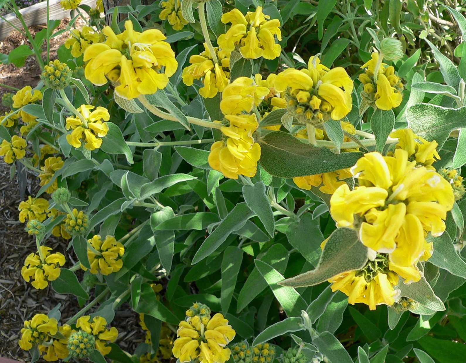 PHLOMIS fruticosa (Available Now)