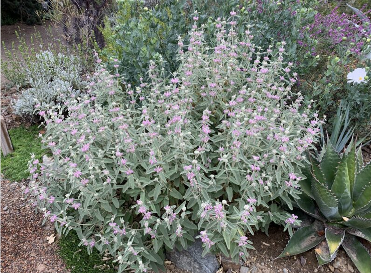 Phlomis purpurea – Purple Jerusalem Sage