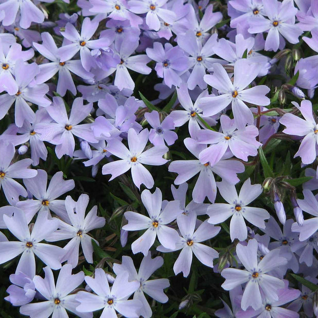 Creeping Phlox 'Emerald Cushion Blue' – live perennial, deer resistant