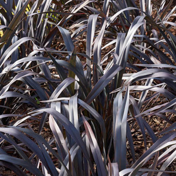 Phormium 'Platt's Black' – New Zealand Flax