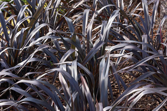 Phormium 'Platt's Black' – New Zealand Flax
