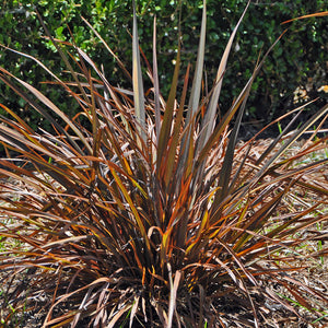 Phormium tenax 'Jack Spratt' – New Zealand Flax