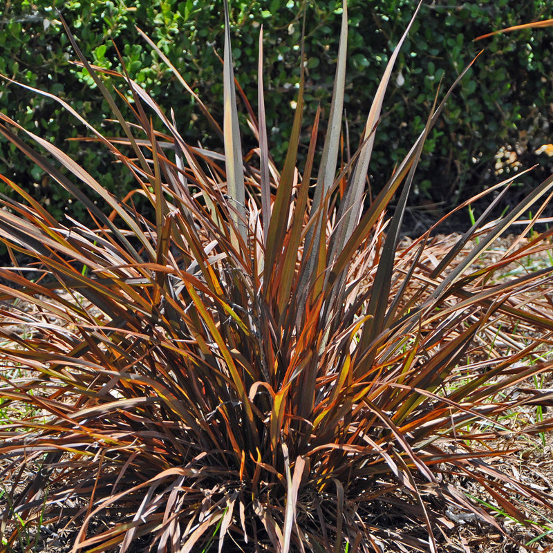 Phormium tenax 'Jack Spratt' – New Zealand Flax