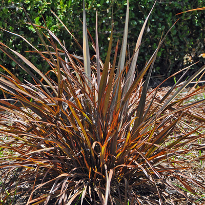 Phormium tenax 'Jack Spratt' – New Zealand Flax
