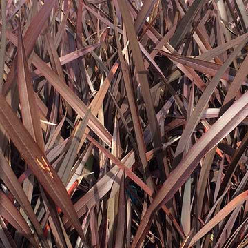 Phormium tenax 'Bronze Baby' – New Zealand Flax