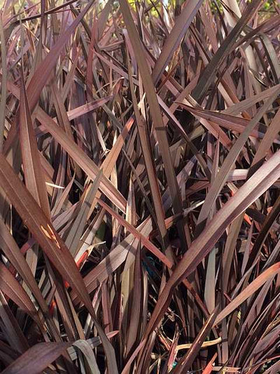 Phormium tenax 'Bronze Baby' – New Zealand Flax