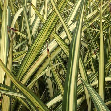PHORMIUM colensoi 'Cream Delight'