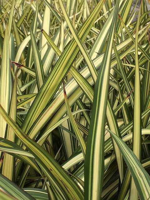 PHORMIUM colensoi 'Cream Delight'