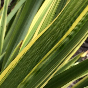 PHORMIUM 'Duet' (Available Now)