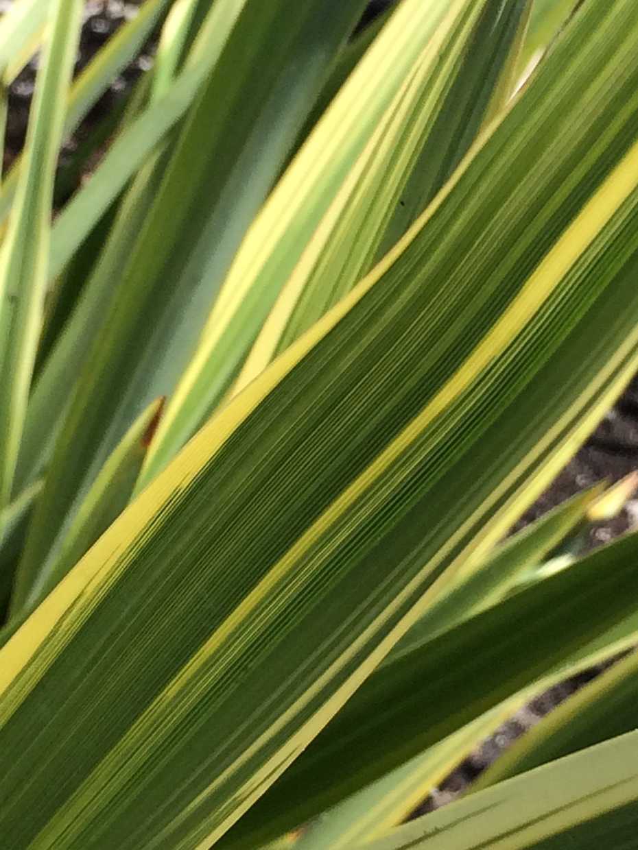 PHORMIUM 'Duet' (Available Now)