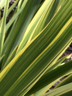 Phormium 'Duet' – New Zealand Flax