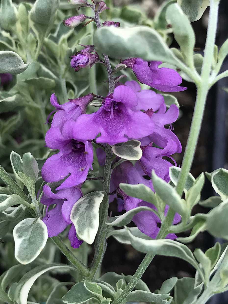 Variegated Mint Bush 'Variegata' – live plant