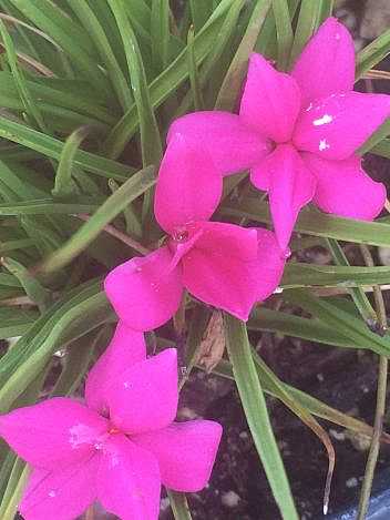 Rhodohypoxis baurii – Red Star
